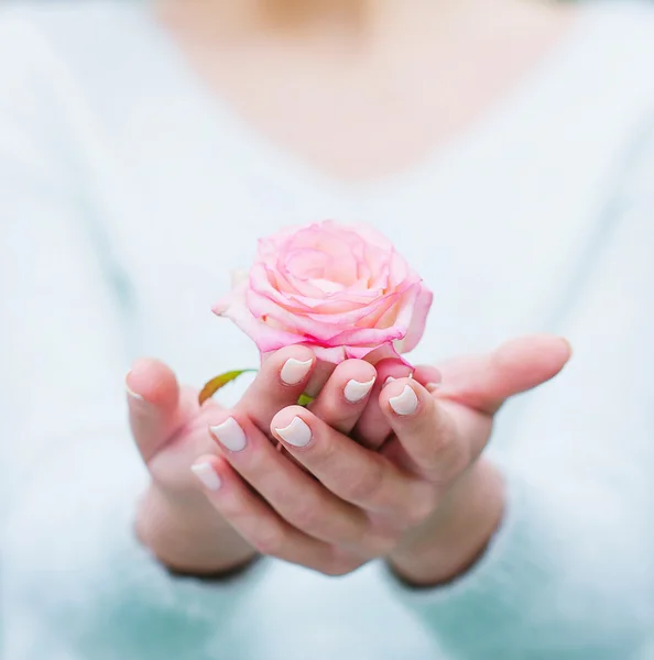 Woman hands holding rose flower — Stock Photo, Image