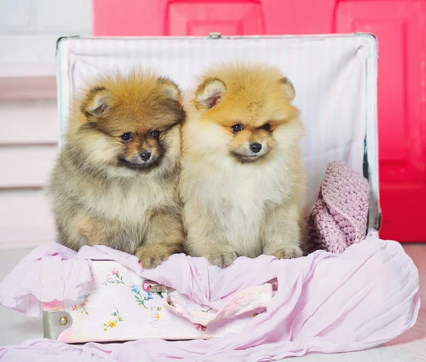 Cachorros de cão de spitz bonitos — Fotografia de Stock