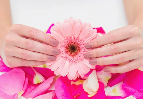 Manicure e margarida rosa — Fotografia de Stock