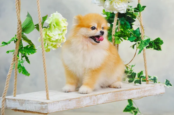 Ładny mały szczeniak pies szpic — Zdjęcie stockowe