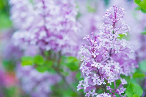 Fondo lila floreciente —  Fotos de Stock