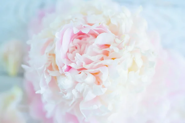 Primo piano fiore di peonia — Foto Stock