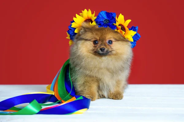 Spitz puppy with wreath — Stock Photo, Image