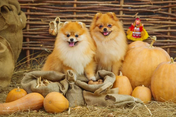Fluffy spitz dogs — Stock Photo, Image