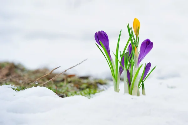 Violett och gula blommor — Stockfoto