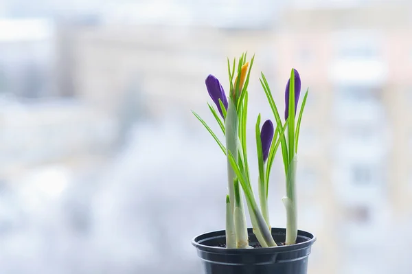 早春の花開花 — ストック写真