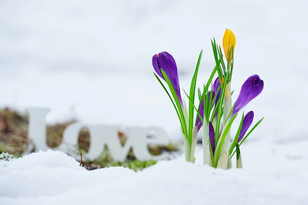Ранні весняні квіти і знак любові — стокове фото