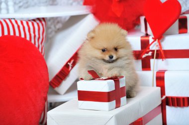 Sevimli köpek yanında oturan sunar