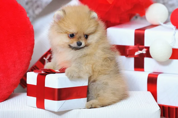 Cute dog sitting near presents — Stock Photo, Image