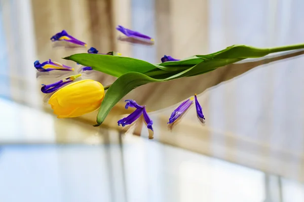 Tulipano giallo primavera — Foto Stock
