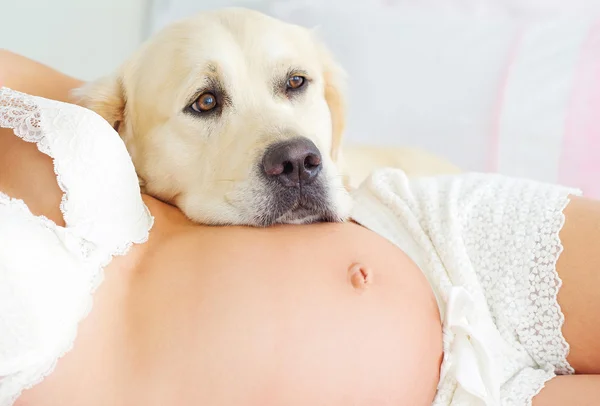 Gravid kvinna mage och labrador retriever — Stockfoto