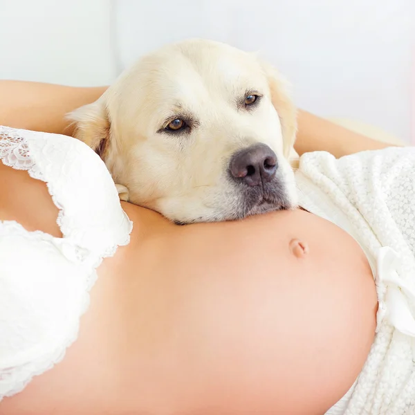 Těhotná žena břicho a Labradorský retrívr — Stock fotografie