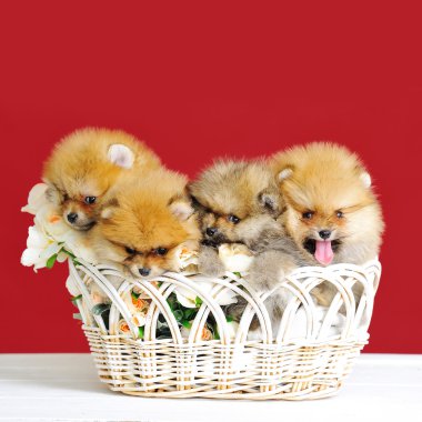 Şirin spitz köpekleri yavru