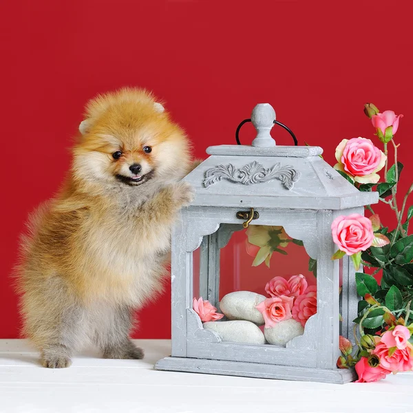 Cute spitz dog puppy — Stock Photo, Image