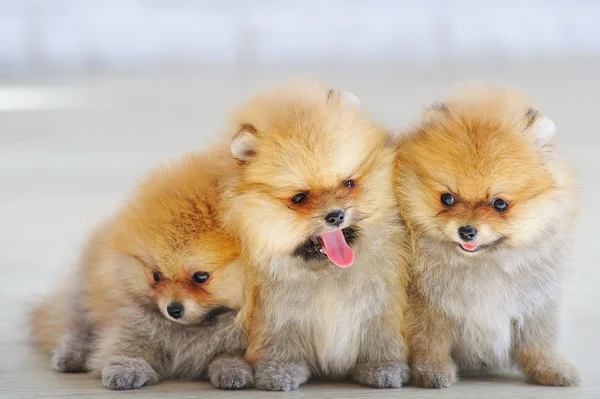 Симпатичные щенки-шпицы — стоковое фото