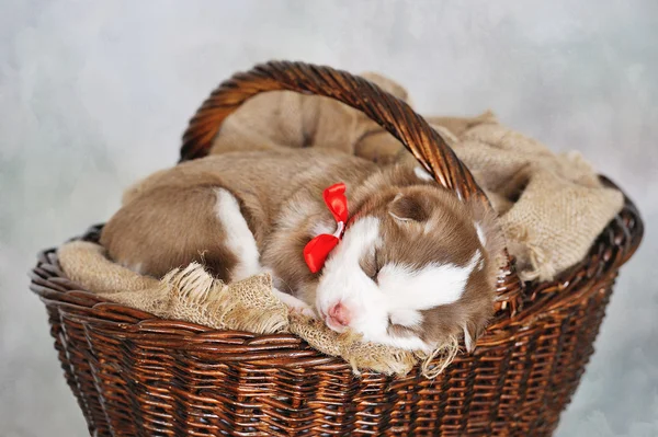 Lille søte sibirske husky-valp – stockfoto