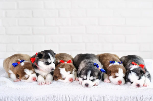 Little cute Siberian Husky puppies — Stock Photo, Image