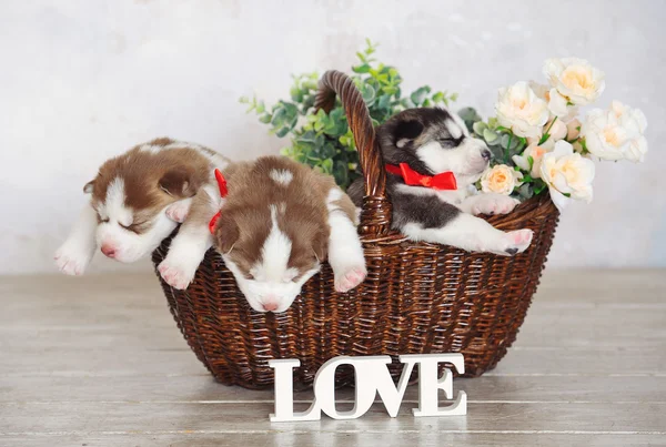 Kis aranyos szibériai Husky kölykök — Stock Fotó
