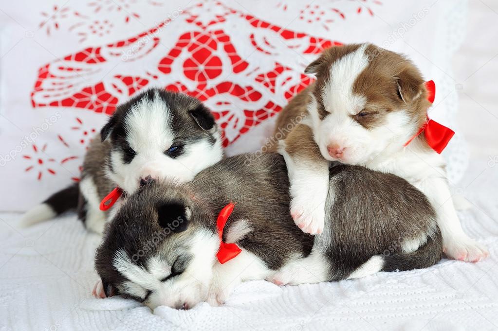 Droll Siberian Husky Puppies Cute