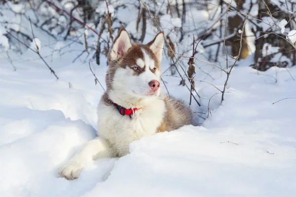 Piccolo carino siberiano Husky sulla neve — Foto Stock
