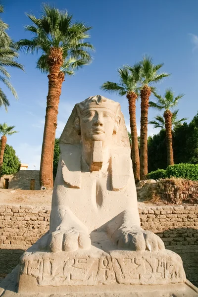 Mens-headed Egyptische Sfinx — Stockfoto