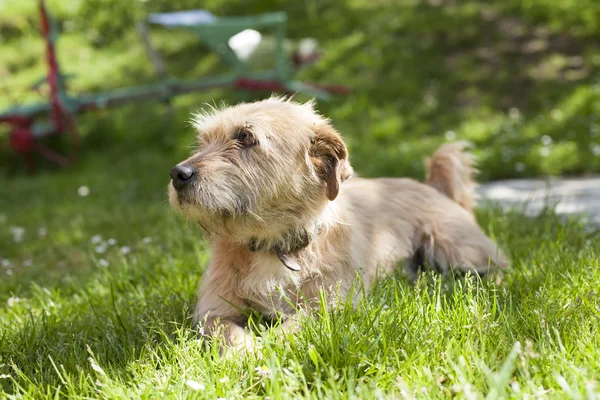 Dog lying grass — Stock Photo, Image