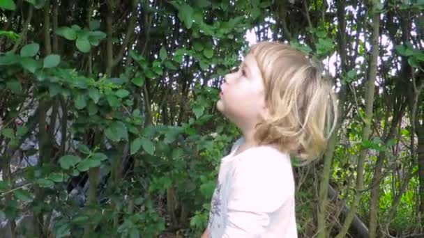 Baby in de tuin kijken kippen en tellen — Stockvideo