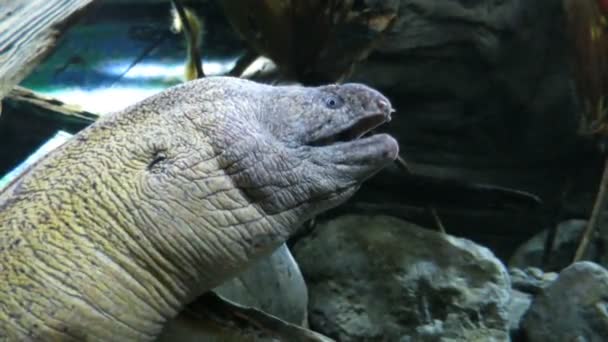 Peixe de enguia grande moray — Vídeo de Stock