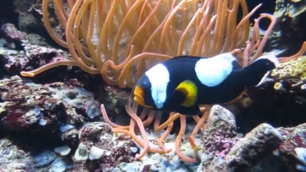 Black and white clownfish in anemone — Stock Video