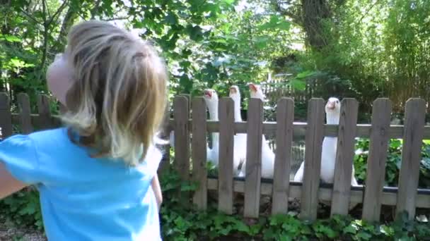 Kind kijken gans in park — Stockvideo