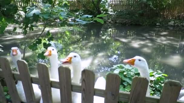 Gänse kreischen im Park — Stockvideo