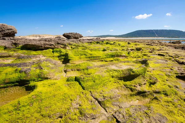Trafalgar Burnu Nun Deniz Kıyısında Yeşil Yosunlu Kayalar Barbate Cadiz — Stok fotoğraf