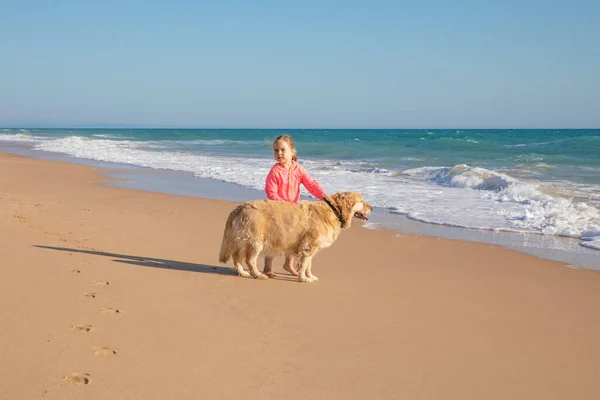 Négy Éves Kislány Áll Keres Gazdaság Egy Kutya Golden Retriever — Stock Fotó