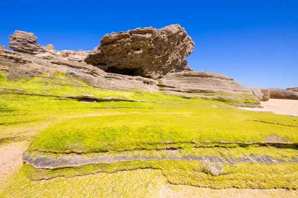 Rocky Coastline Green Moss Seashore Trafalgar Cape Barbate Cadiz Andalusia — Stock Photo, Image