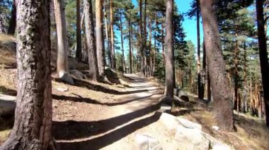 Pov veya P.O.V. İspanya, Madrid 'deki Guadarrama Dağı' ndaki bir ormanda toprak yolu boyunca yürüyorum.