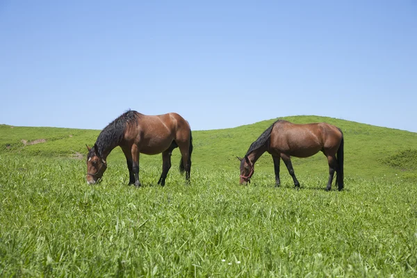 Två hästar betande — Stockfoto