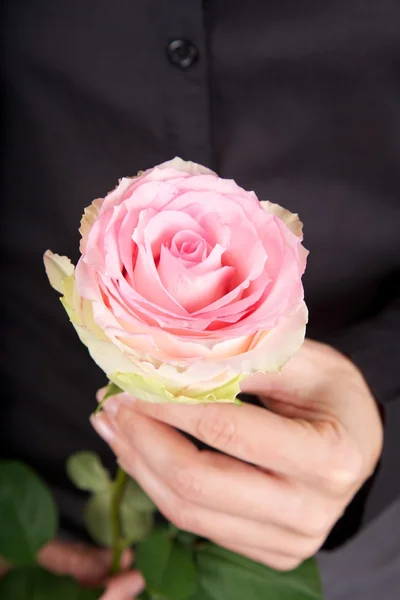 Pink flower on black background — Stock Photo, Image