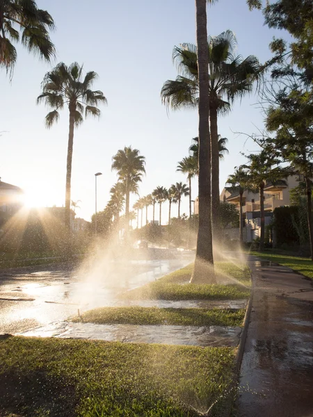 Arrosage de pelouse à l'aube de la rue — Photo