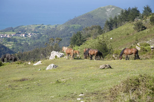 Group of horses grazing sea beyond — Stock Photo, Image