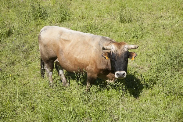 Cow looking at camera — Stock Photo, Image