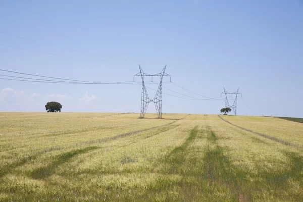 Elektrische torens in tarweveld — Stockfoto