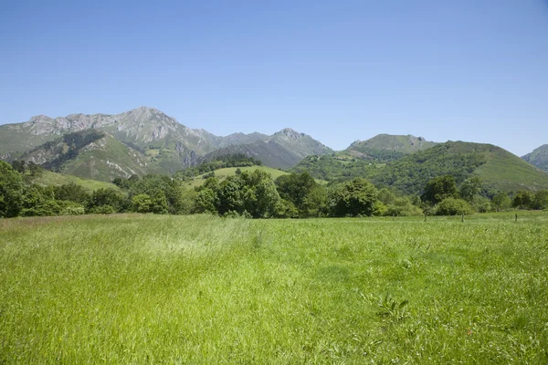 Wiese und grüne Berge — Stockfoto