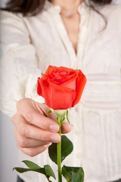 White shirt woman offering red rose — Stock fotografie