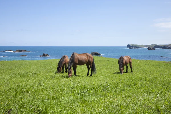 Asturische Pferde — Stockfoto