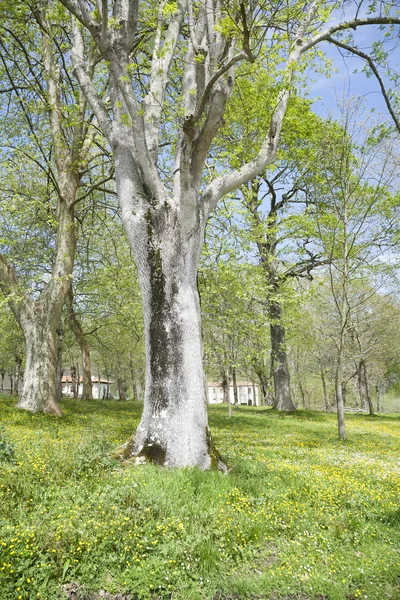 Grauer Baum — Stockfoto