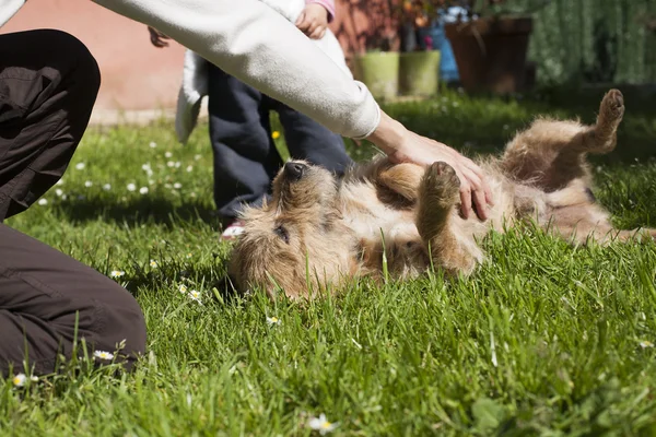 Mujer mano bebé acariciando perro Fotos de stock libres de derechos