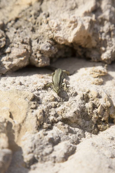 Lizard on stone — Stock Photo, Image