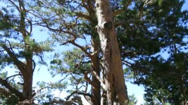 gövdeden dalorman çam ağaçları