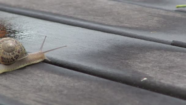 escargot rapide glissant sur bois 