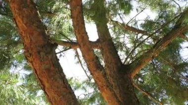 çam ağacı ile güneş ile oynamak